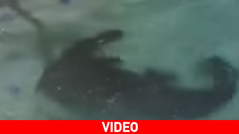 Φλόριντα: Η πισίνα είχε και… αλιγάτορα!