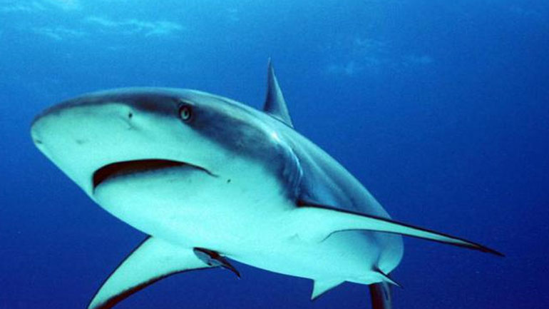 «SOS» από μπακαλιάρους και καρχαρίες: Σε μπελάδες έχουν μπει τα μεγάλα ψάρια στη Μεσόγειο