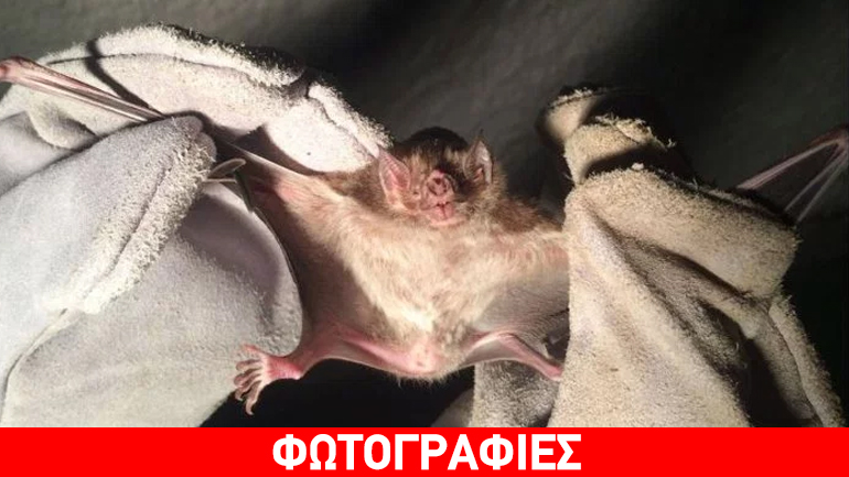 Αμαζόνιος: Νυχτερίδες βαμπίρ διψούν για αίμα – Νέες επιθέσεις σε ανθρώπους – Ένας νεκρός