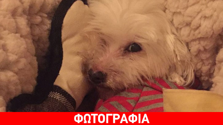 Χάθηκε η σκυλίτσα μας η «Liebchen»! – Βοηθήστε να τη βρούμε