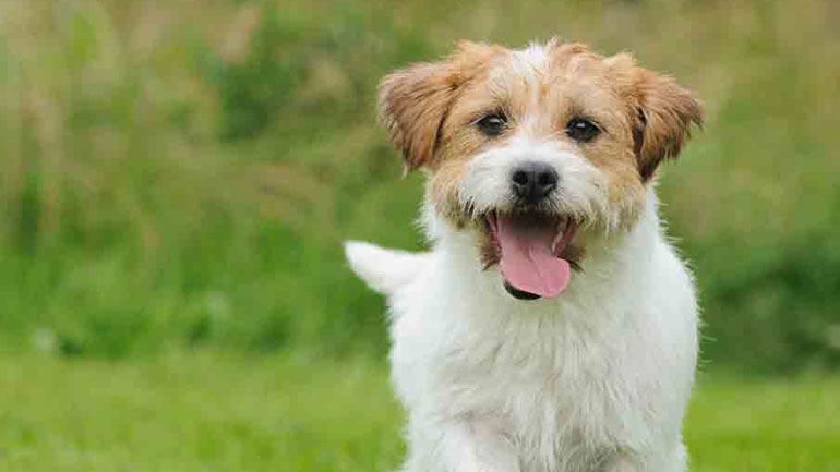 Πώς θα δώσω χάπια στον σκύλο μου;