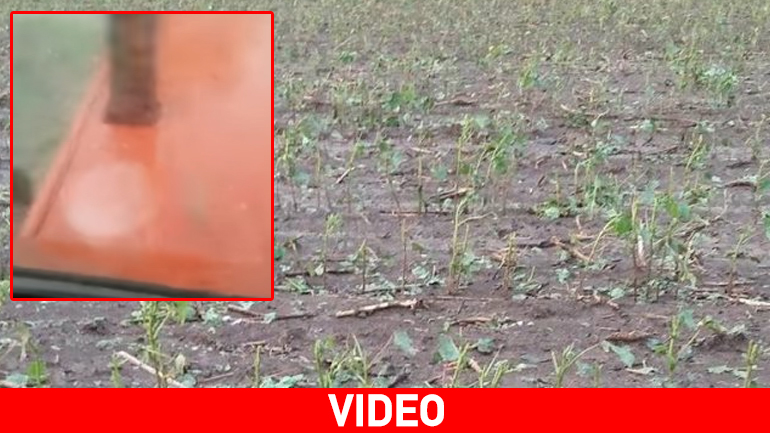 Φάρσαλα: Χαλάζι προκάλεσε καταστροφές στις καλλιέργειες