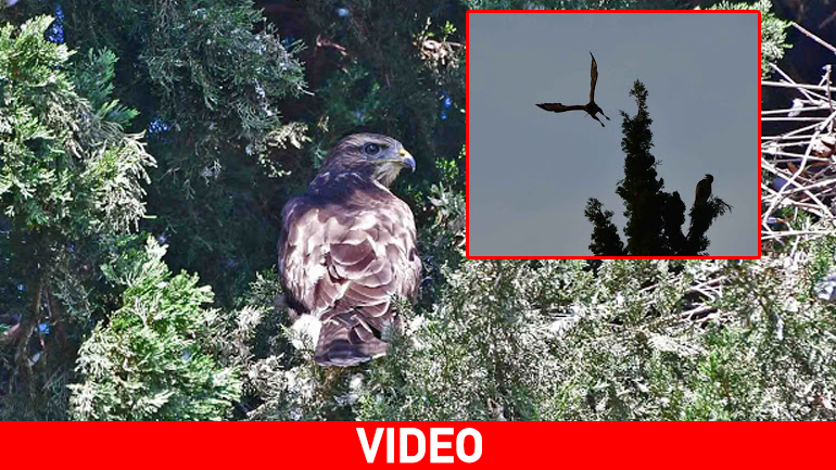 Γεράκια έκαναν τη φωλιά τους μέσα στην πόλη του Ναυπλίου