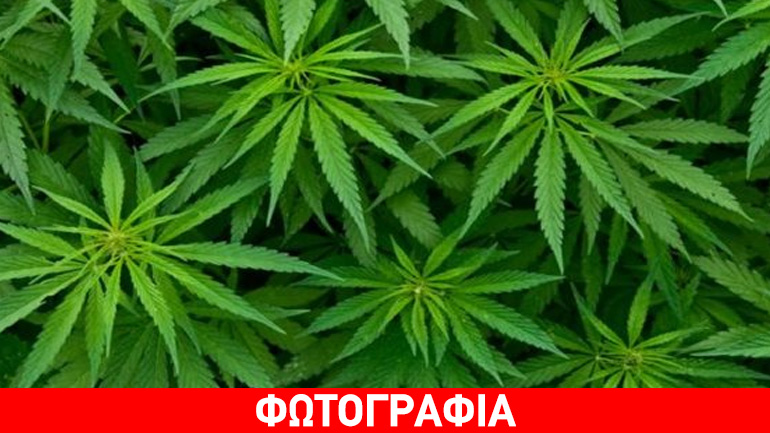 Νεαρός στα Τρίκαλα καλλιεργούσε κάνναβη στη βεράντα του σπιτιού του