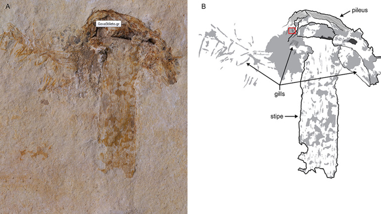 Ανακαλύφθηκε το αρχαιότερο απολίθωμα μανιταριού ηλικίας 115 εκατ. ετών