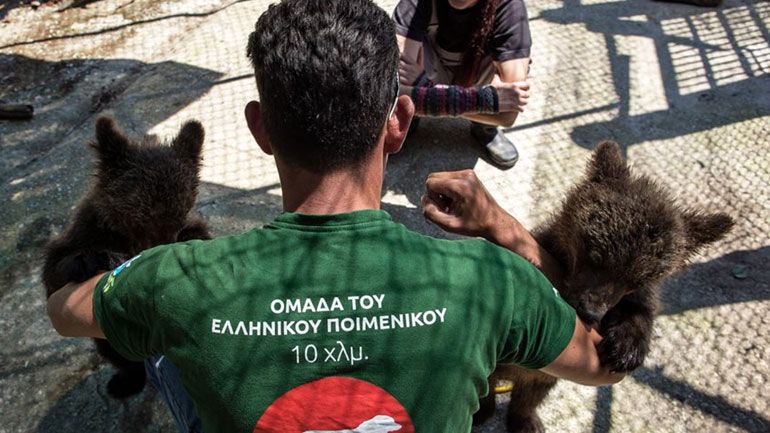 Δύο ορφανά αρκουδάκια από το Μαυροβούνιο υιοθέτησε ο  «Αρκτούρος»