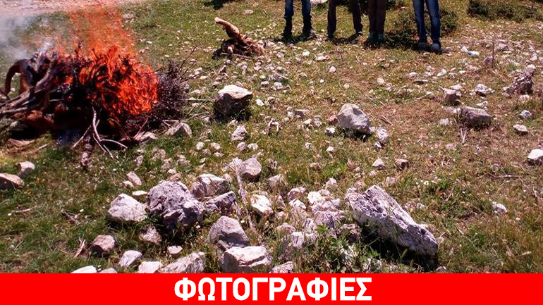 Οικολογικό έγκλημα στα Ακαρνανικά – Εξοντώνουν όρνια σπάνιου είδους και αγελάδες