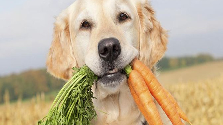 Πόσα γεύματα την ημέρα πρέπει να τρώει το κουτάβι μου;