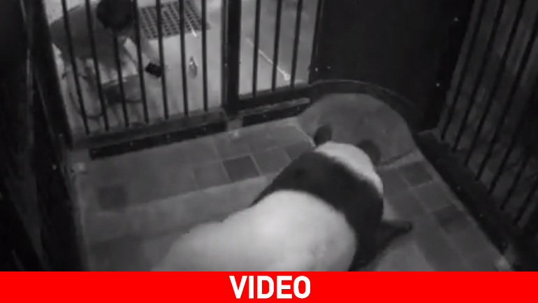 Γεννήθηκε πάντα σε ζωολογικό κήπο στο Τόκιο