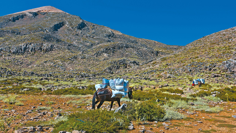 Ιωάννινα: Βρέθηκαν “ασυνόδευτα”, έμφορτα σε άλογα, 569 κιλά χασίς σε ορεινή περιοχή!