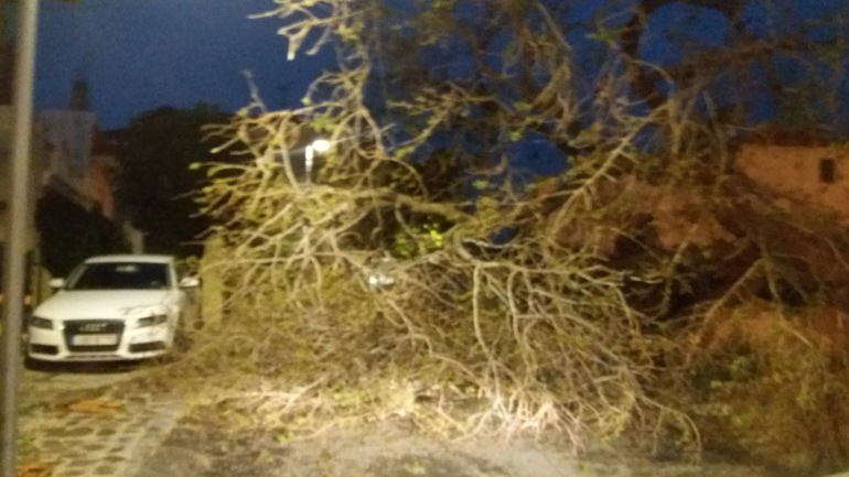 Πτώσεις δέντρων λόγω της κακοκαιρίας στη Θεσσαλονίκη