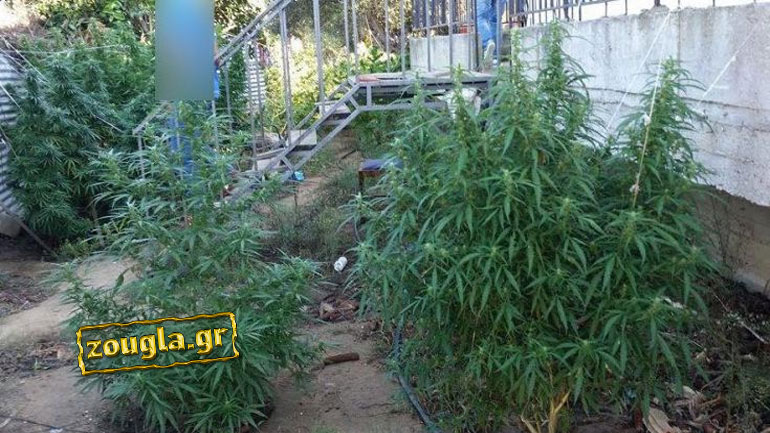 Εξάρθρωση κυκλώματος κάνναβης: Στη φάκα «τσεκαδόρος» αστυνομικός και ο χασισοκαλλιεργητής πατέρας του
