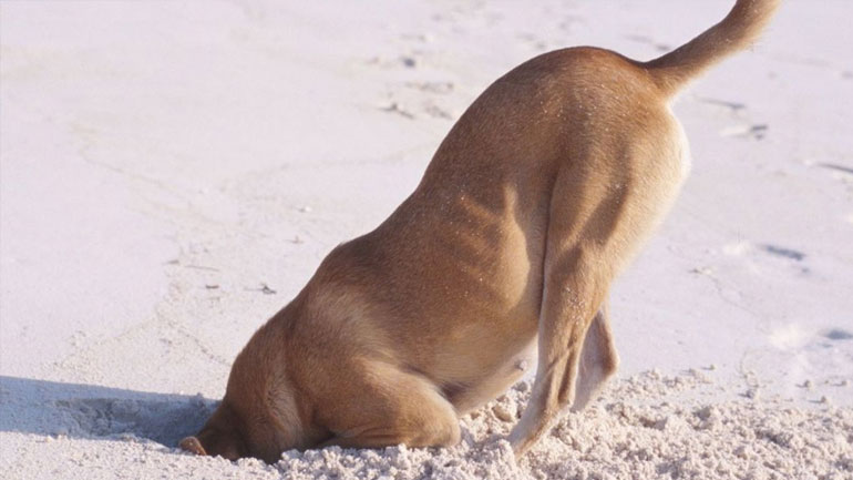 Γιατί ο σκύλος ανοίγει τρύπες στο χώμα;