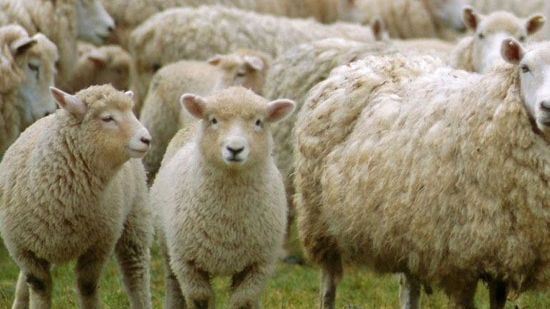 Αλεξανδρούπολη: Σύσκεψη για το ενδεχόμενο προσβολής των αιγοπροβάτων από ευλογιά