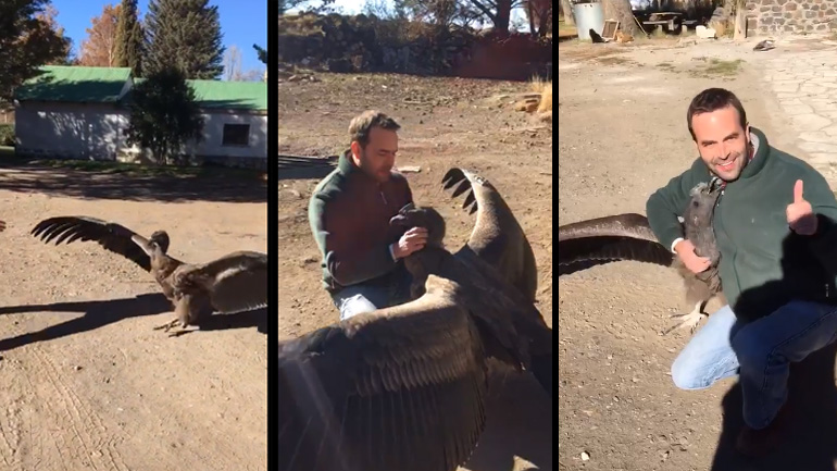 Ένας κόνδορας έρχεται να χαιρετήσει τον άνθρωπο που τον διέσωσε