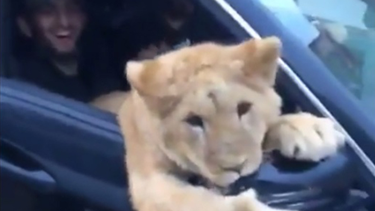 Έβγαλε τη λιονταρίνα του βόλτα με το αμάξι