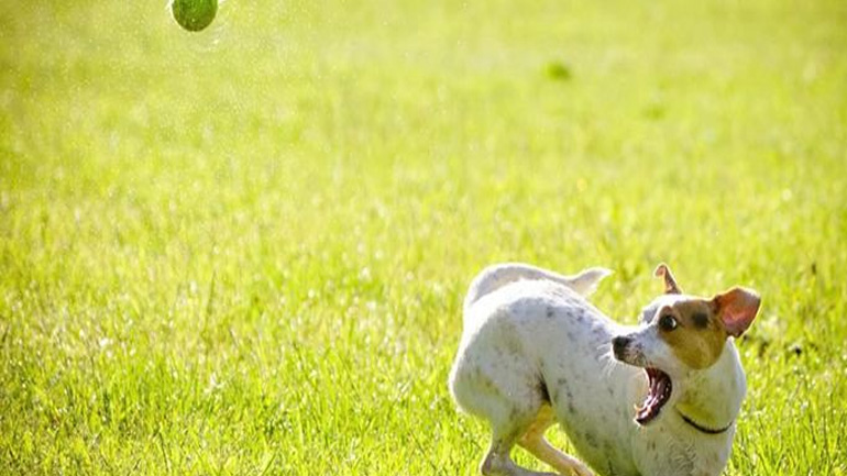 Πώς θα εκπαιδεύσω τον σκύλο μου να μη γαβγίζει διαρκώς