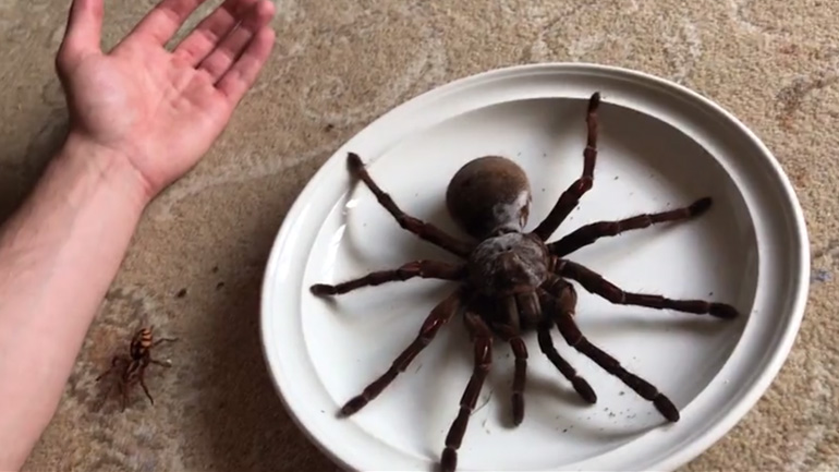 Η αράχνη Γολιάθ