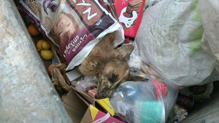 Ηράκλειο: Λουκέτο στο καταφύγιο ζώων της “φρίκης” που είχε αποκαλύψει το zougla.gr