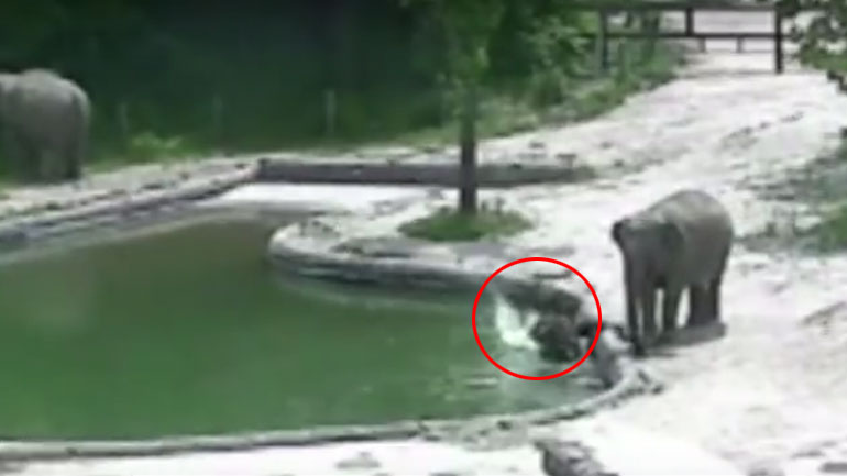 N. Κορέα: Ελέφαντες σώζουν το μικρό τους από βέβαιο πνιγμό!