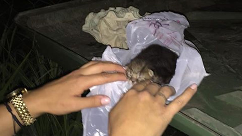 Κοζάνη: Aσυνείδητος πέταξε σε κάδο απορριμμάτων δύο γατάκια