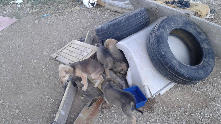 Βοηθήστε να σωθούν 9 κουταβάκια στο Μενίδι