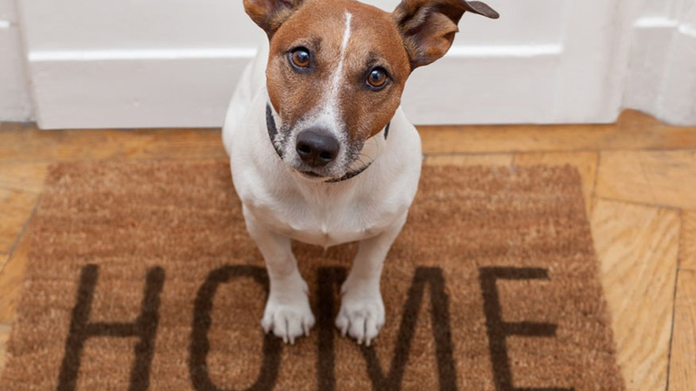 «Δουλεύω όλη μέρα, μπορώ να έχω σκύλο και να είναι ευτυχισμένος κοντά μου;»