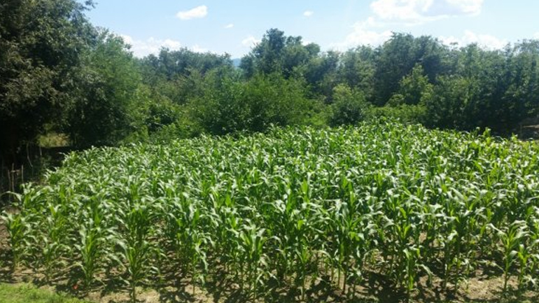 Σέρρες: Καλλιεργούσε… κάνναβη δίπλα από τα καλαμπόκια