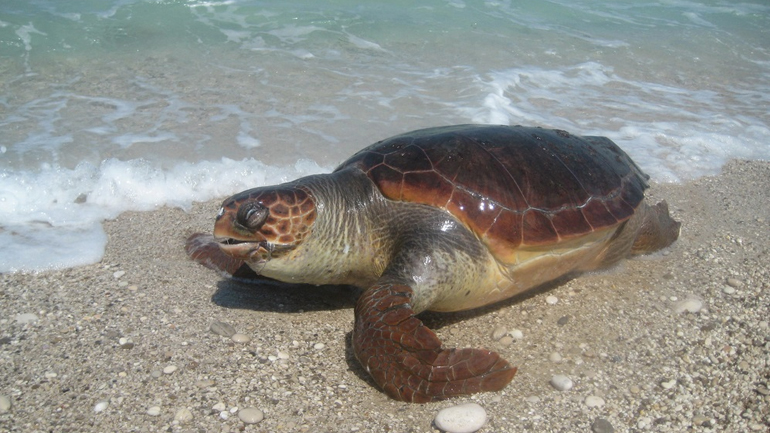 Νεκρή θαλάσσια χελώνα στη Σαλαμίνα