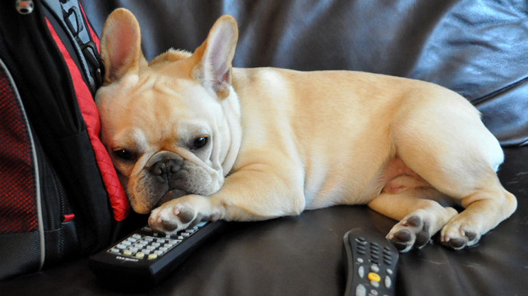 Όταν ο σκύλος μένει μόνος στο σπίτι…