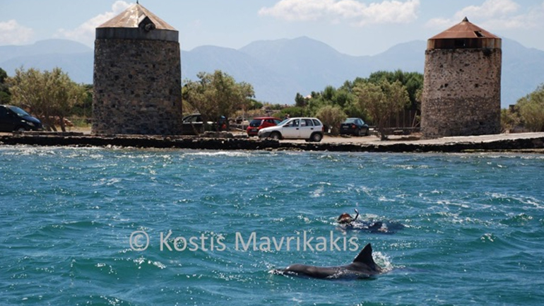 Αίσιο τέλος για δελφίνι στην Ελούντα