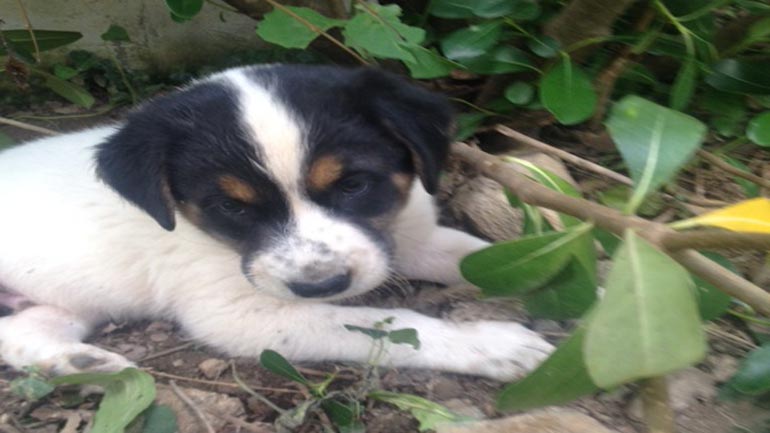 Υιοθετήστε ένα πανέμορφο κουτάβι-τσοπανόσκυλο!