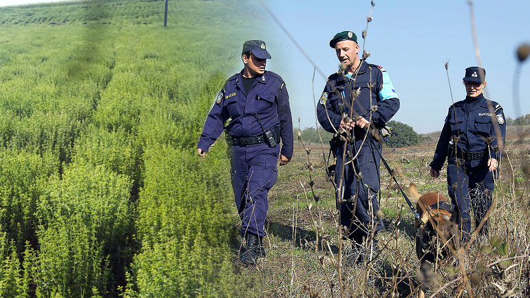 Ο άγνωστος πόλεμος της… ρίγανης
