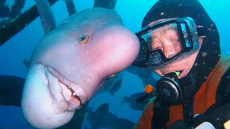 Ιάπωνας δύτης διατηρεί φιλία με… ψάρι εδώ και 25 χρόνια!