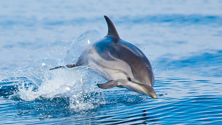 Νεκρό δελφίνι στη Ναύπακτο