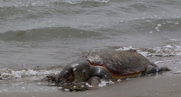 Νεκρή θαλάσσια χελώνα στη Λακωνία