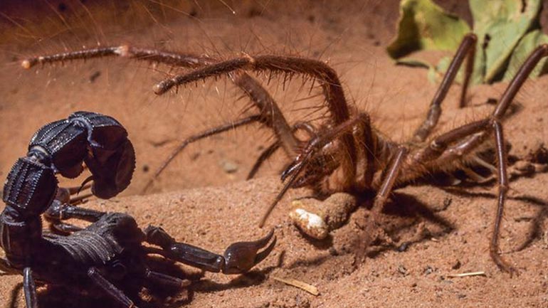 Θανατηφόρο τσίμπημα για 56χρονη Αγγλίδα τουρίστρια στη Ζάκυνθο