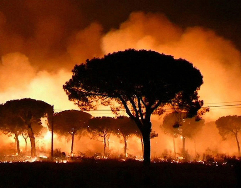 Η φωτιά έχει πλήξει το δάσος