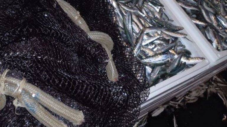 Το 10% των ψαριών που αλιεύονται πετιούνται πίσω στους ωκεανούς