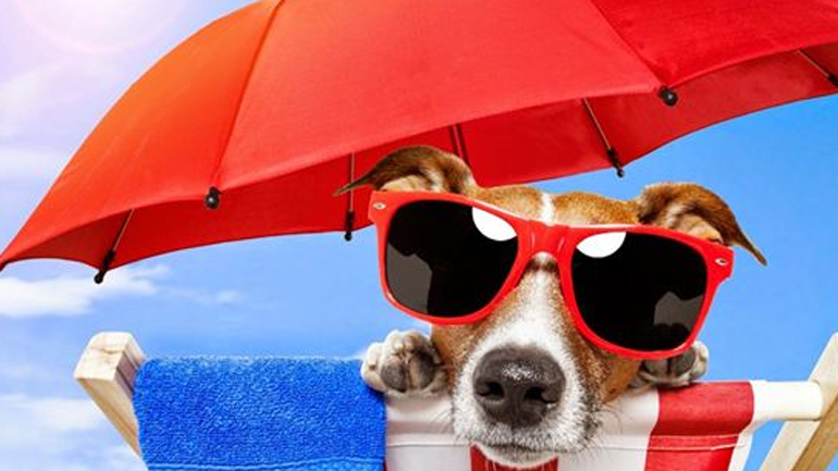 Διακοπές με κατοικίδια: Τι πρέπει να προσέξετε για να μην ταλαιπωρηθείτε