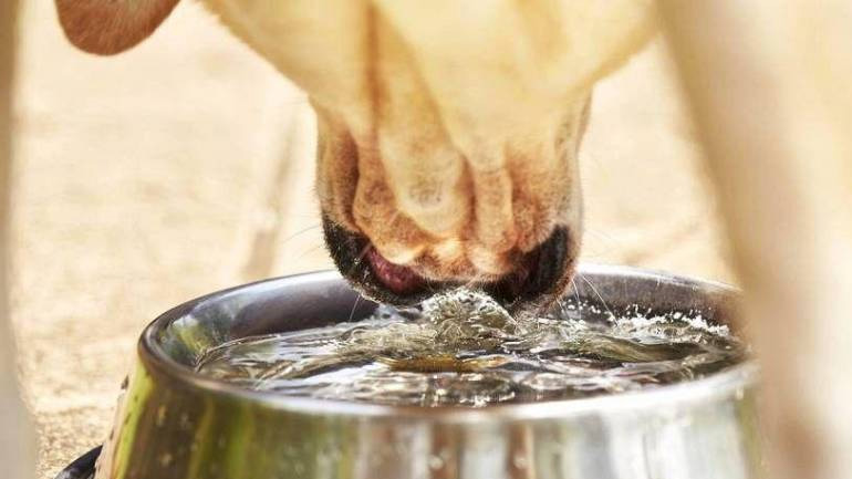 Δοχεία νερού για αδέσποτα σε 35 σημεία της Αθήνας