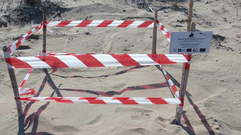 Σε εξέλιξη η ωοτοκία της θαλάσσιας χελώνας Caretta caretta στο Εθνικό Πάρκο Υγροτόπων Κοτυχίου Στροφυλιάς