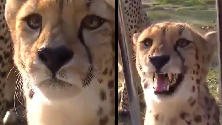 Το τσιτάχ νιαουρίζει