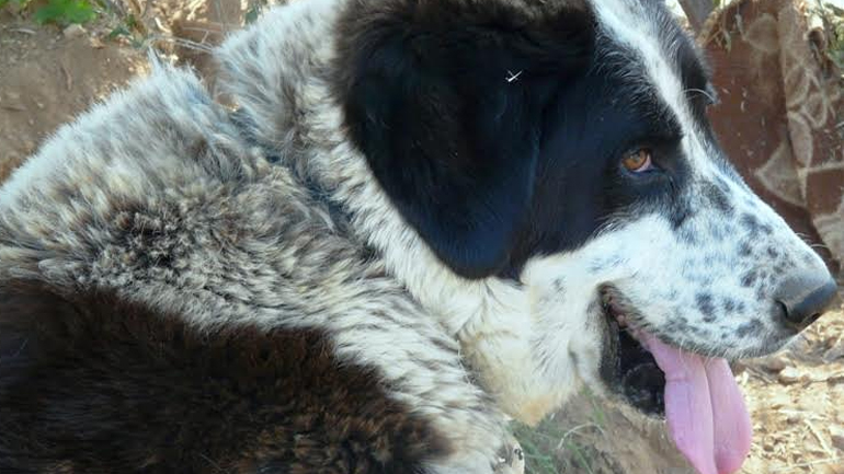 Φιλοξενήστε τη Ρόζα μέχρι να περάσει το ζεστό καλοκαίρι