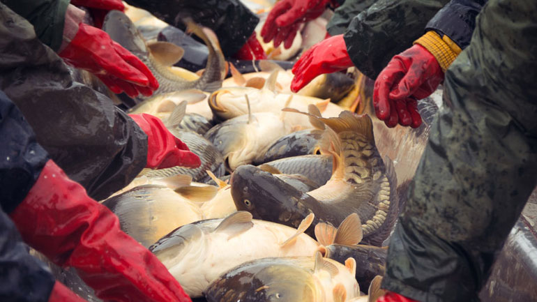 Δέκα εκατομμύρια τόνοι ψαριών πετιούνται πίσω στη θάλασσα κάθε χρόνο!