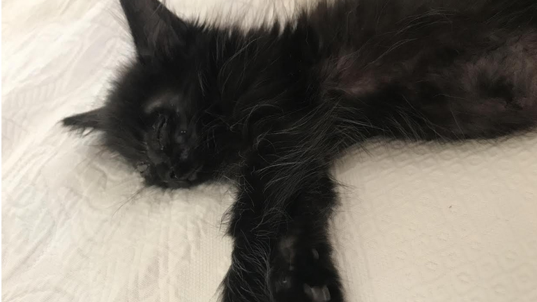 Η Νεφελίτσα, ένα γατάκι διαφορετικό, αναζητεί μια οικογένεια να το αγαπήσει!