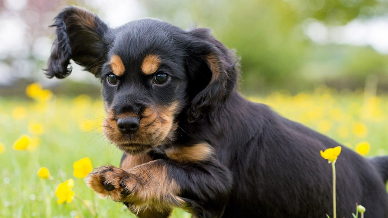 Πώς θα του μάθω το «έλα» στο κουτάβι