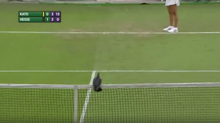 Περιστέρι εισέβαλε στο κορτ του Γουίμπλεντον!