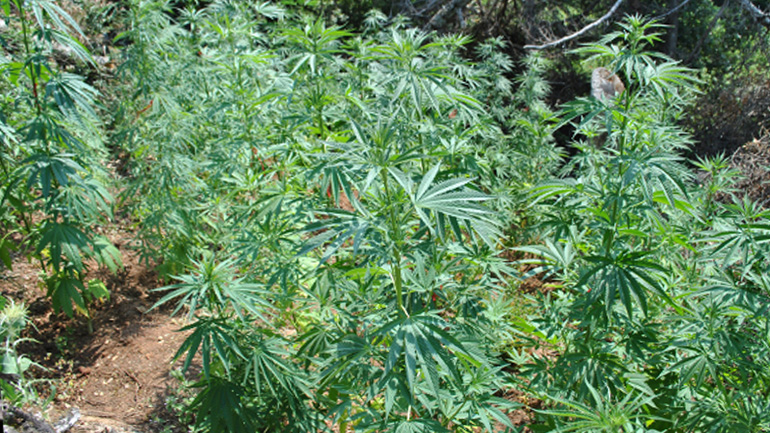 Φυτεία εκατοντάδων δενδρυλλίων κάνναβης εντοπίστηκε σε δύσβατη περιοχή της Φθιώτιδας