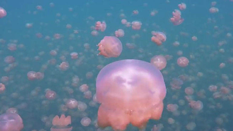 Συναγερμός στον Κορινθιακό από εισβολή μεδουσών – Προσοχή που κολυμπάτε